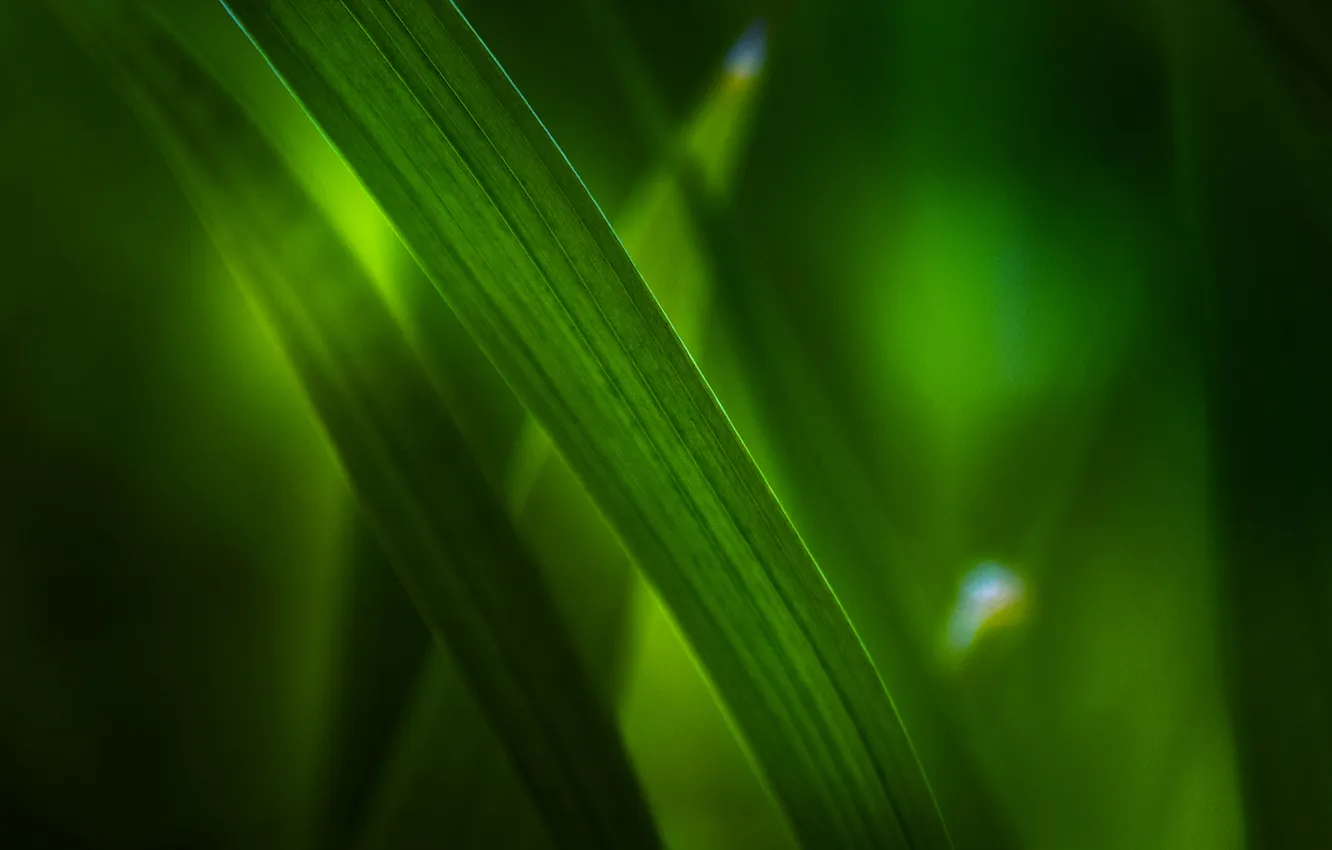 Фото обои зелень, трава, макро, листва