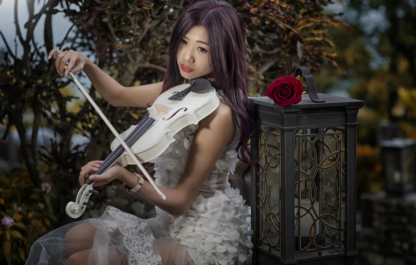 Фото обои девушка, настроение, скрипка, роза, фонарь, азиатка