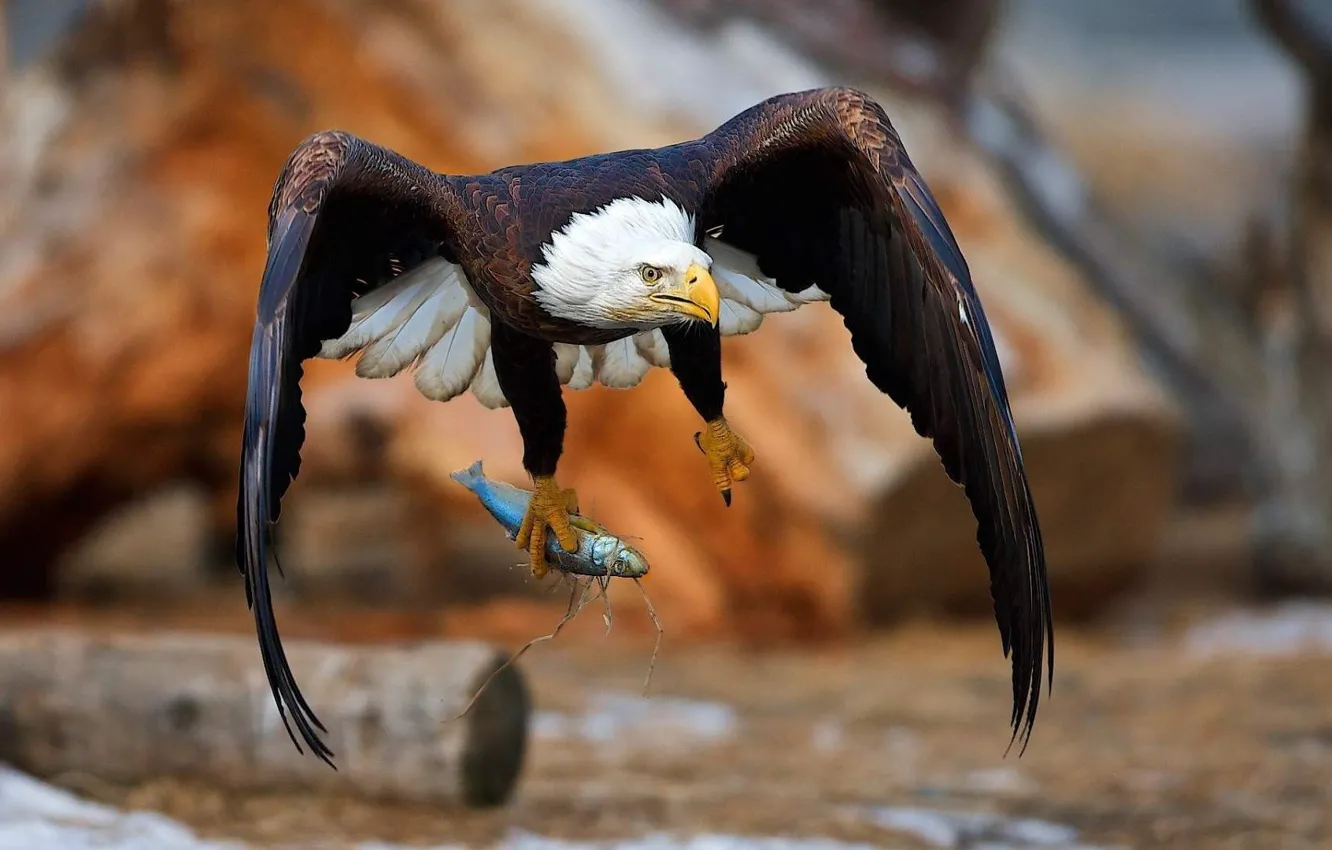 Фото обои Eagle, bird, wings, fly, animal, fish, hunting