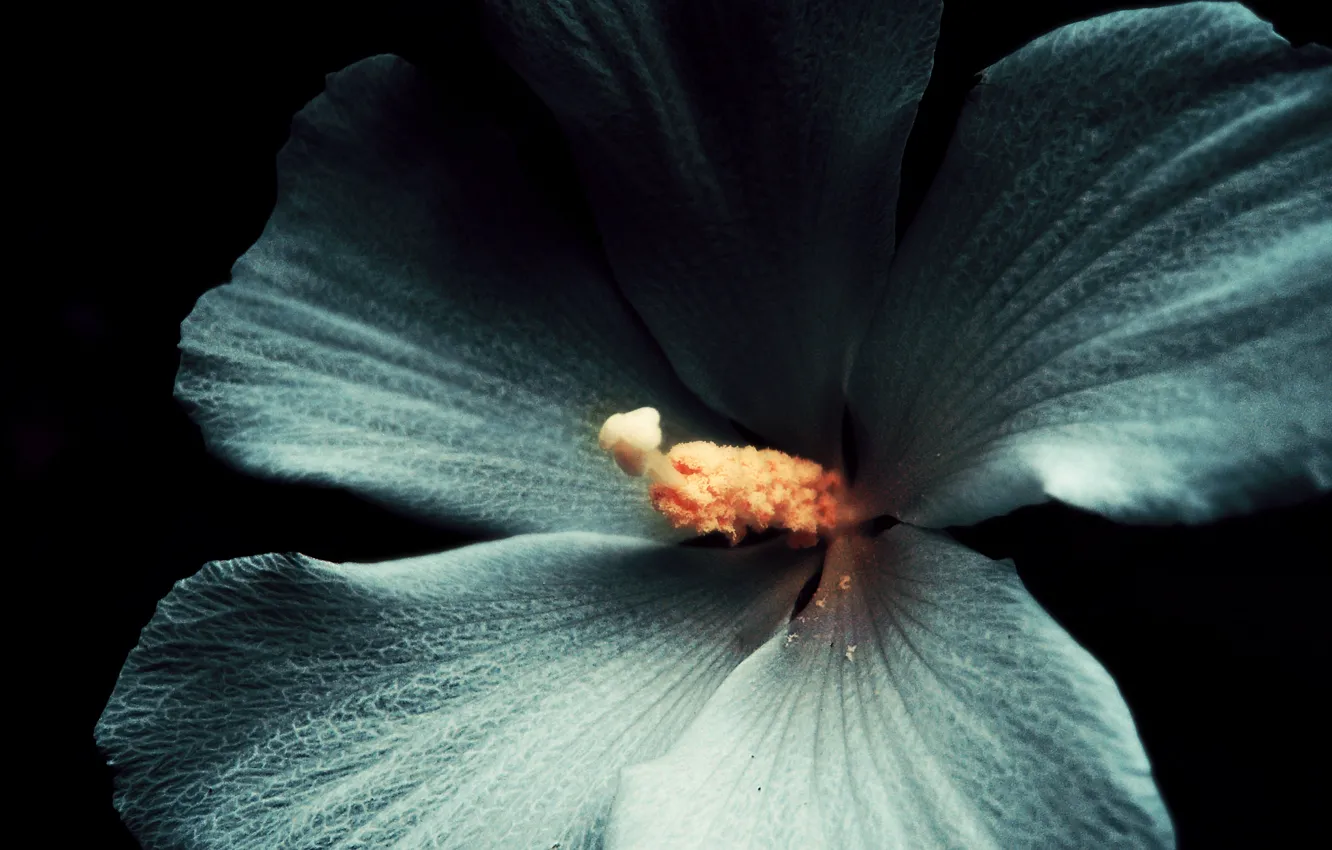 Фото обои белый, цветок, макро, темный фон, Гибискус