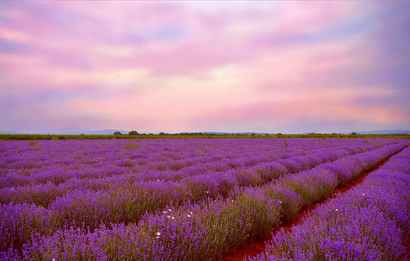 Фото обои Закат, Природа, Nature, Sunset, Лаванда, Lavender, лавандовое поле, Lavender field