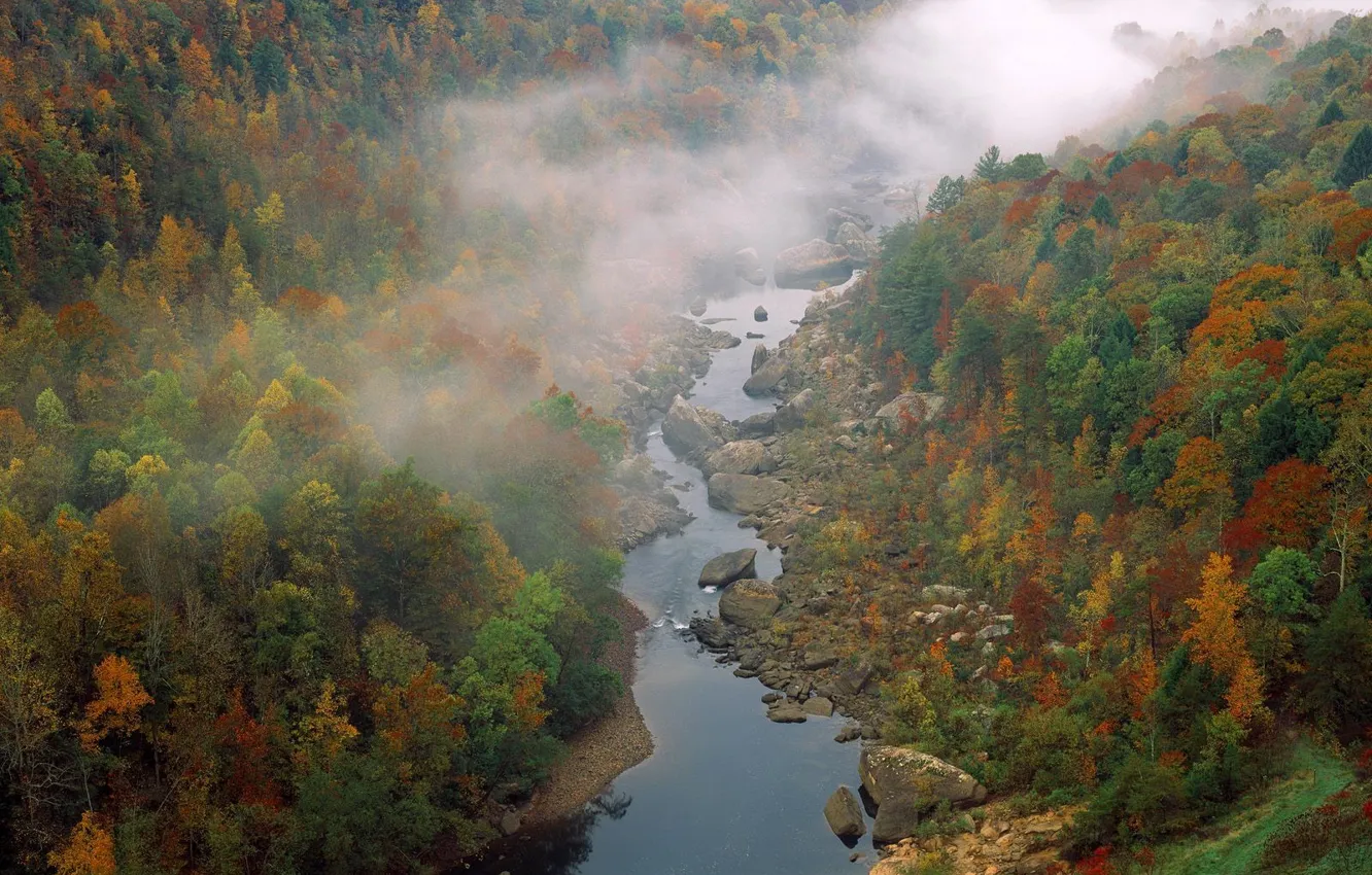 Фото обои лес, облака, деревья, туман, река