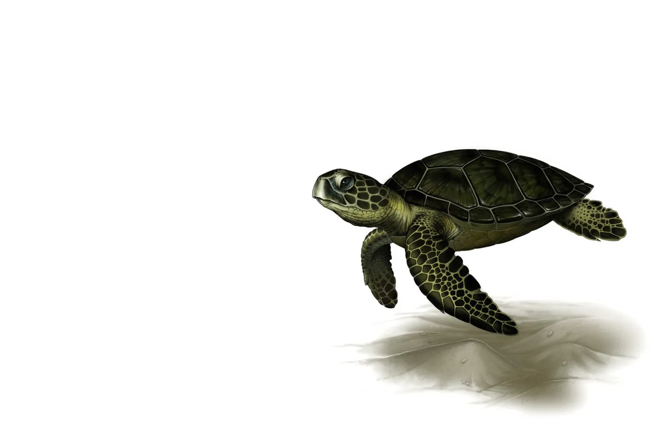Фото обои рендеринг, черепаха, арт, Leslie Casilli, Sea Turtle