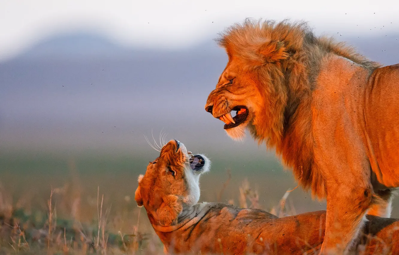 Фото обои лев, дикие кошки, львица