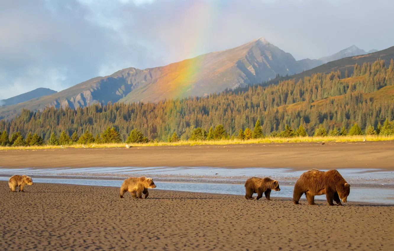 Фото обои лес, горы, берег, медведи, прогулка, медвежата, водоем, медведица