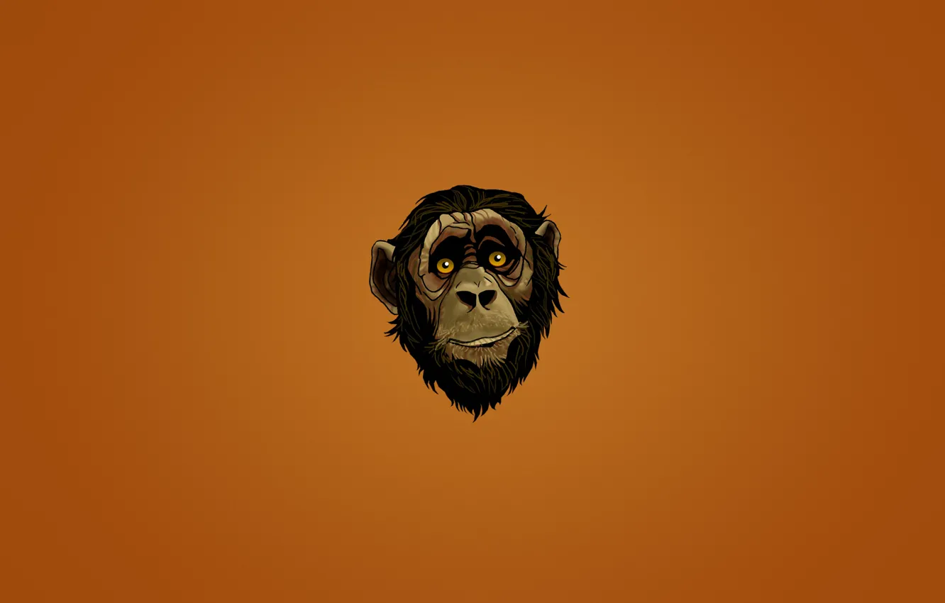 Фото обои взгляд, морда, лицо, минимализм, голова, обезьяна, monkey, темноватый фон