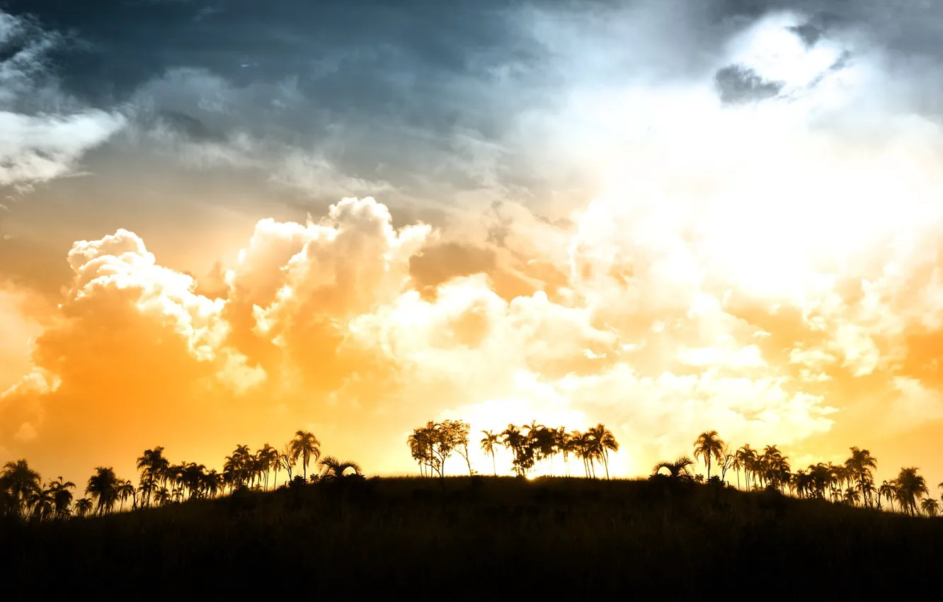 Фото обои облака, свет, закат, пальмы