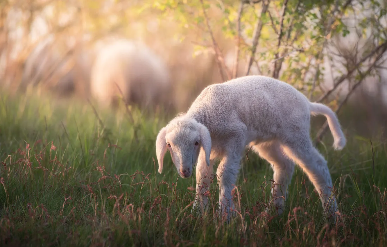 Фото обои трава, взгляд, природа, малыш, белая, барашек, детеныш, овечка