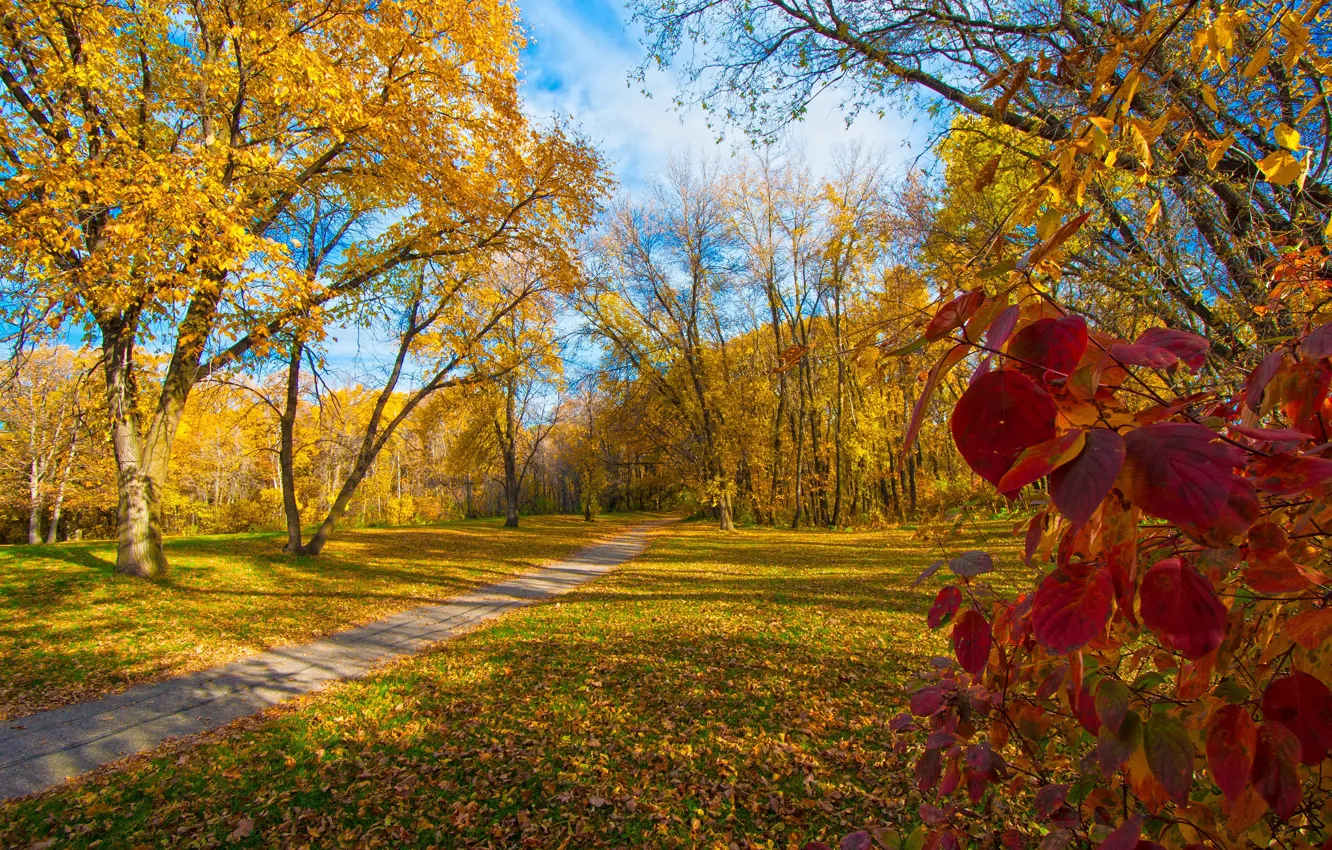 Фото обои осень, листья, деревья, парк, дорожка, багрянец