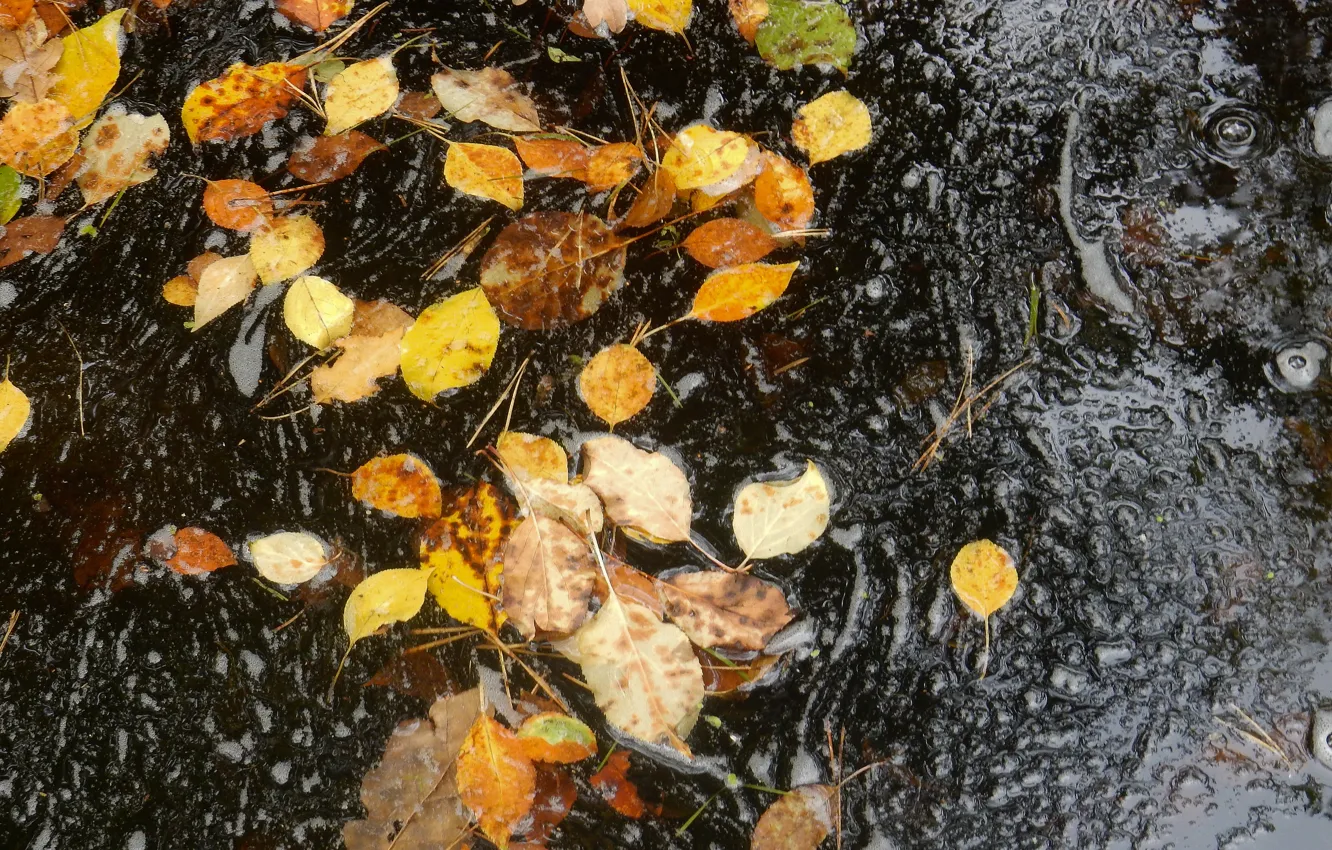 Фото обои осень, листья, природа, лист, пузыри, ручей, widescreen, поток