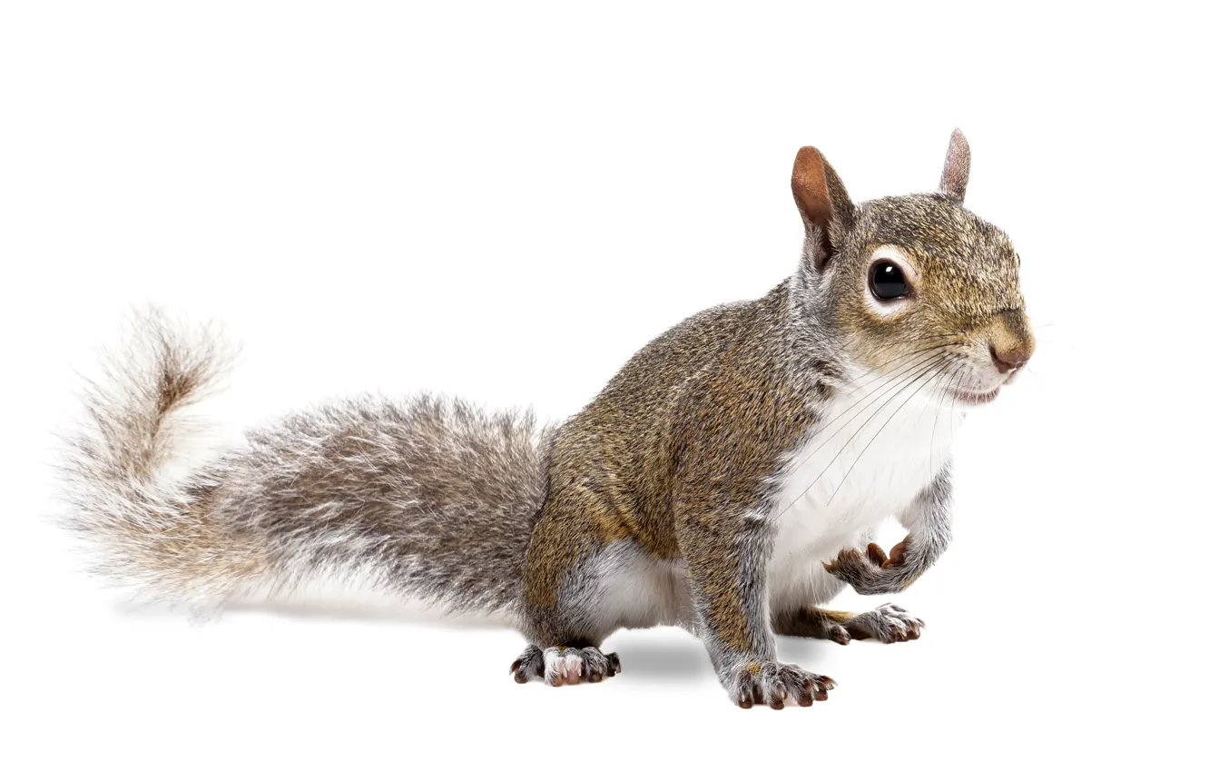 Фото обои squirrel, fur, mammal