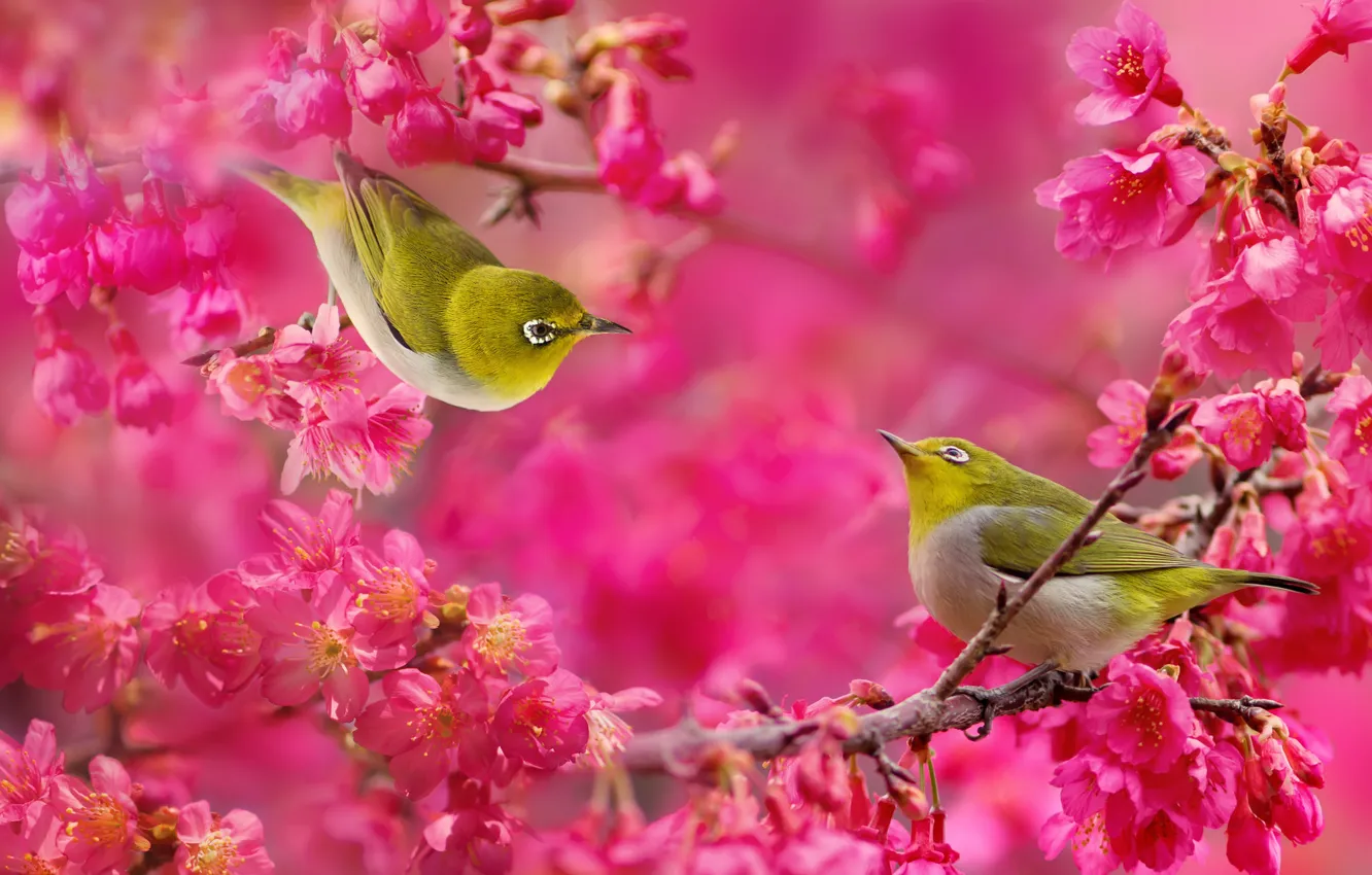Фото обои цветы, ветки, дерево, пара, птички, цветение, малиновые, Японская белоглазка
