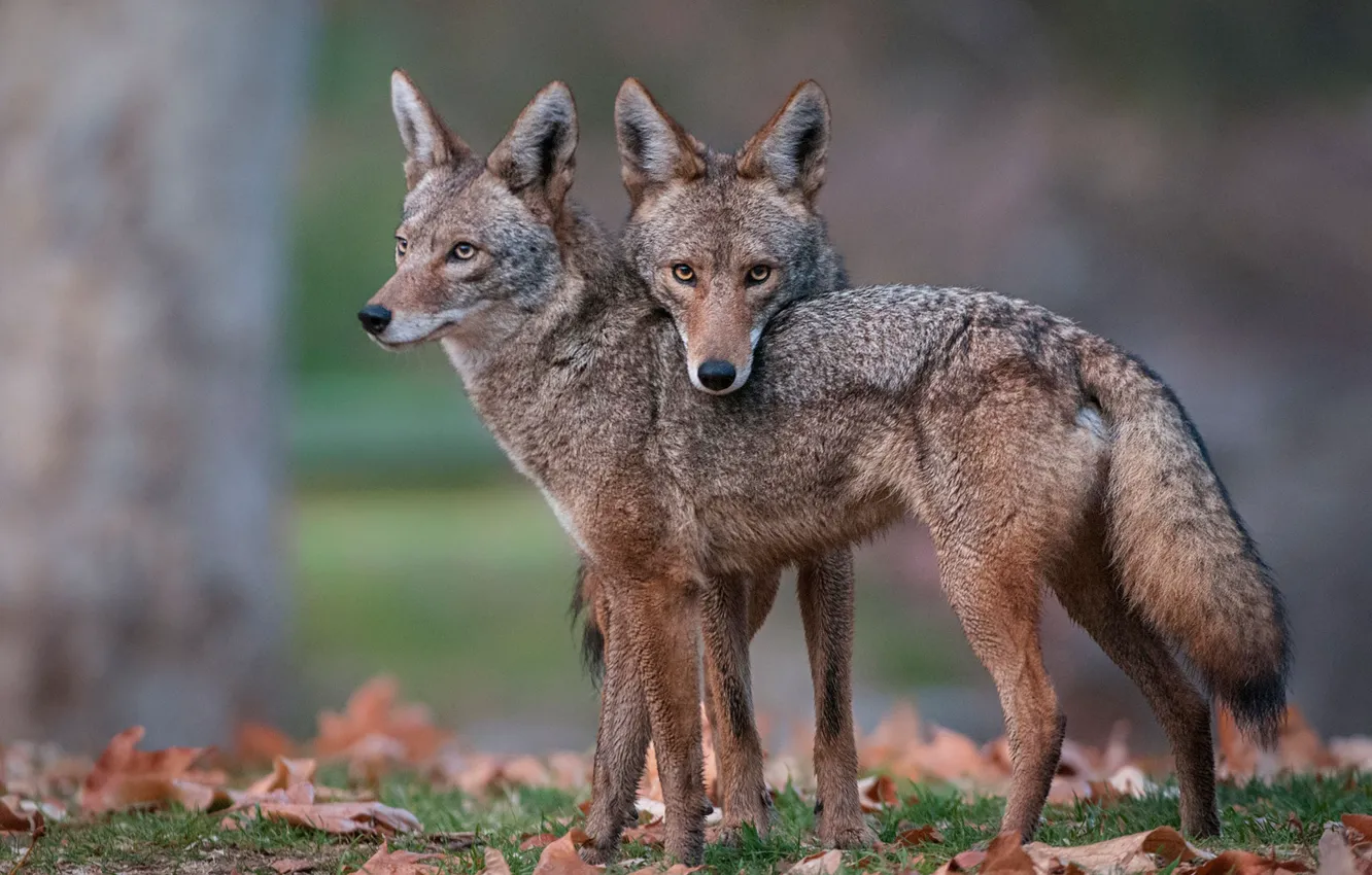Фото обои animals, wildlife, Coyote