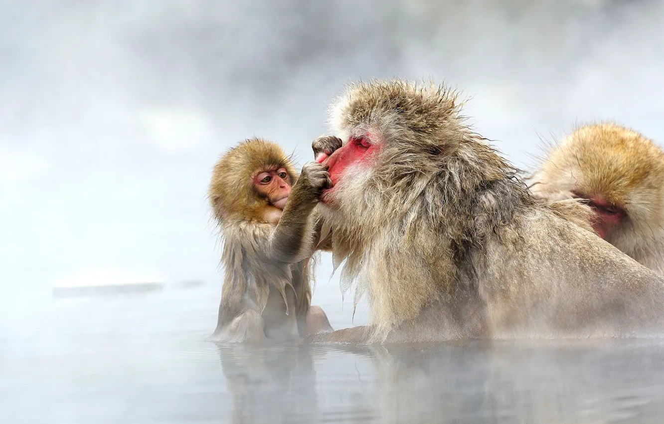 Фото обои Япония, пар, снежная обезьяна, японский макак, Джигокудани