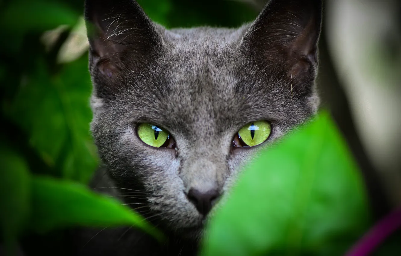 Фото обои лето, кот, взгляд, листья, зеленые, окрас, уши, зеленые глаза