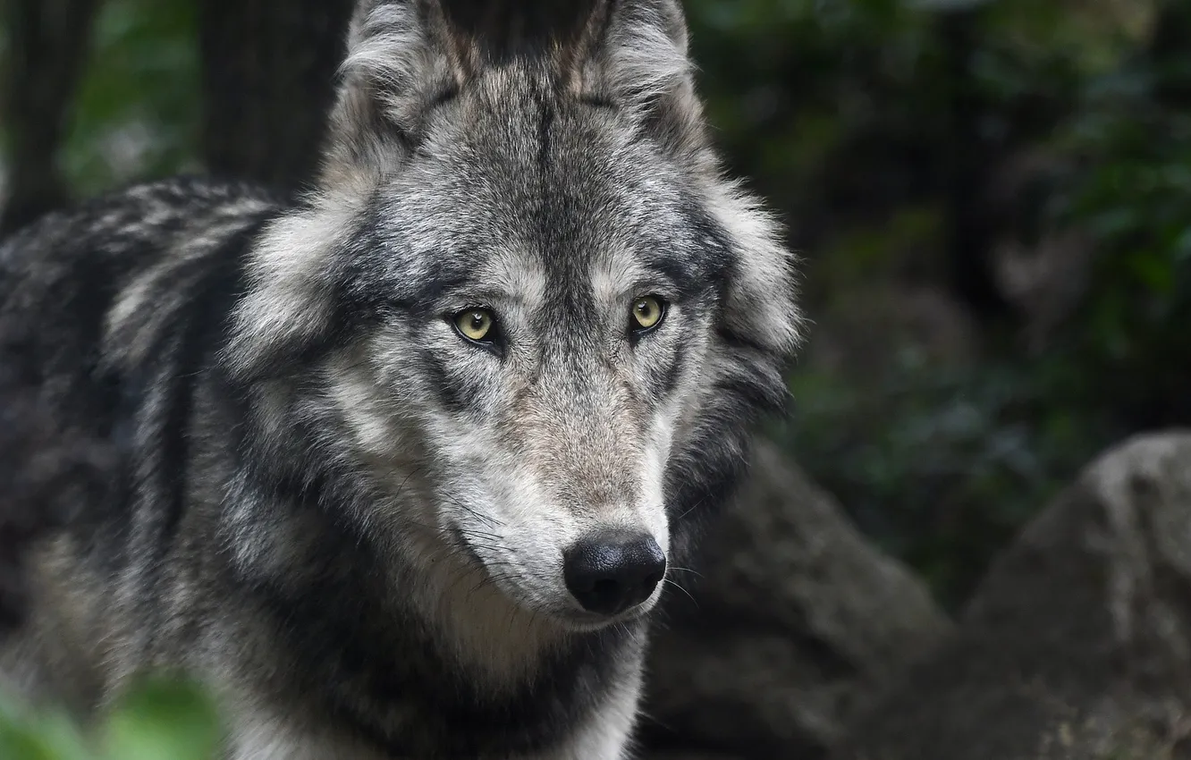 Фото обои nature, snow, predator, face, animal, wolf, wildlife, portrait