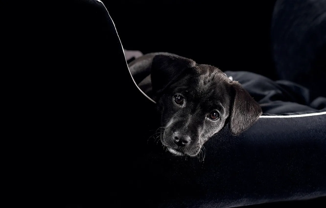 Фото обои морда, диван, черный, пес, щенок, смотрит