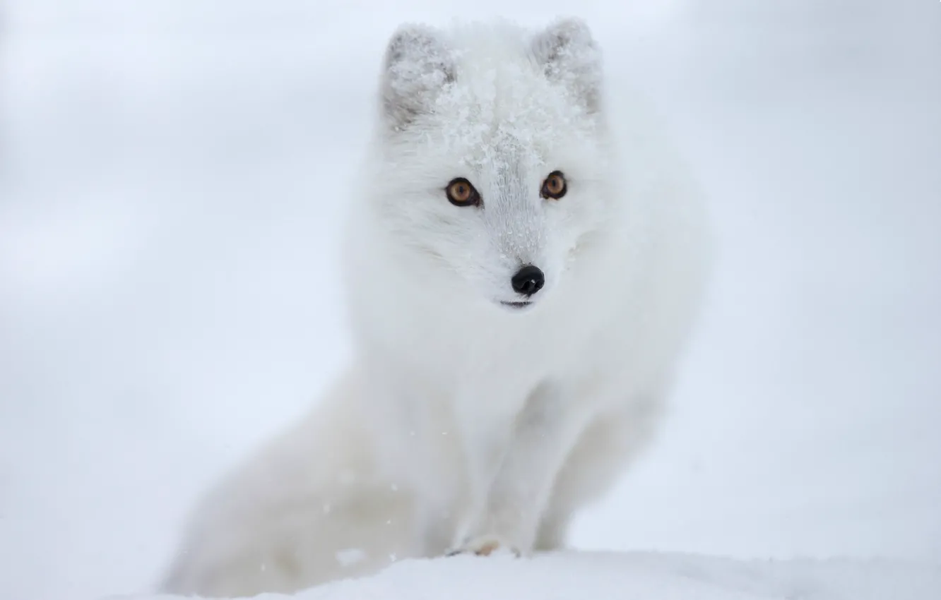Фото обои взгляд, снег, мордочка, полярная лисица, Песец