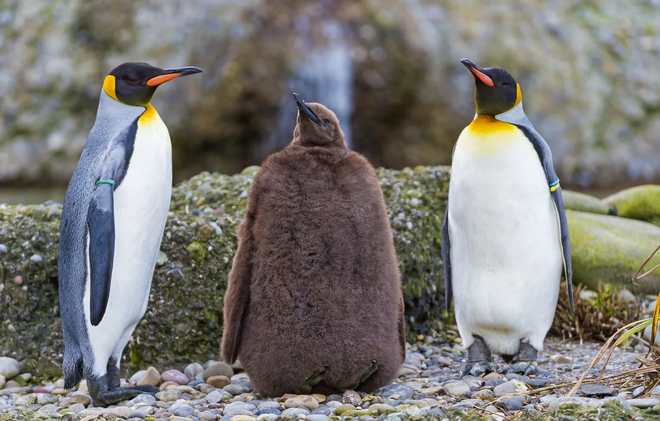 Фото обои птицы, камни, семья, пингвин, птенец