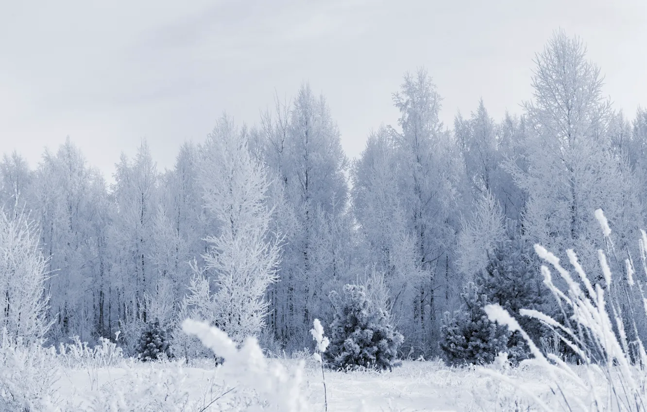 Фото обои иней, лес, снег, деревья, Зима