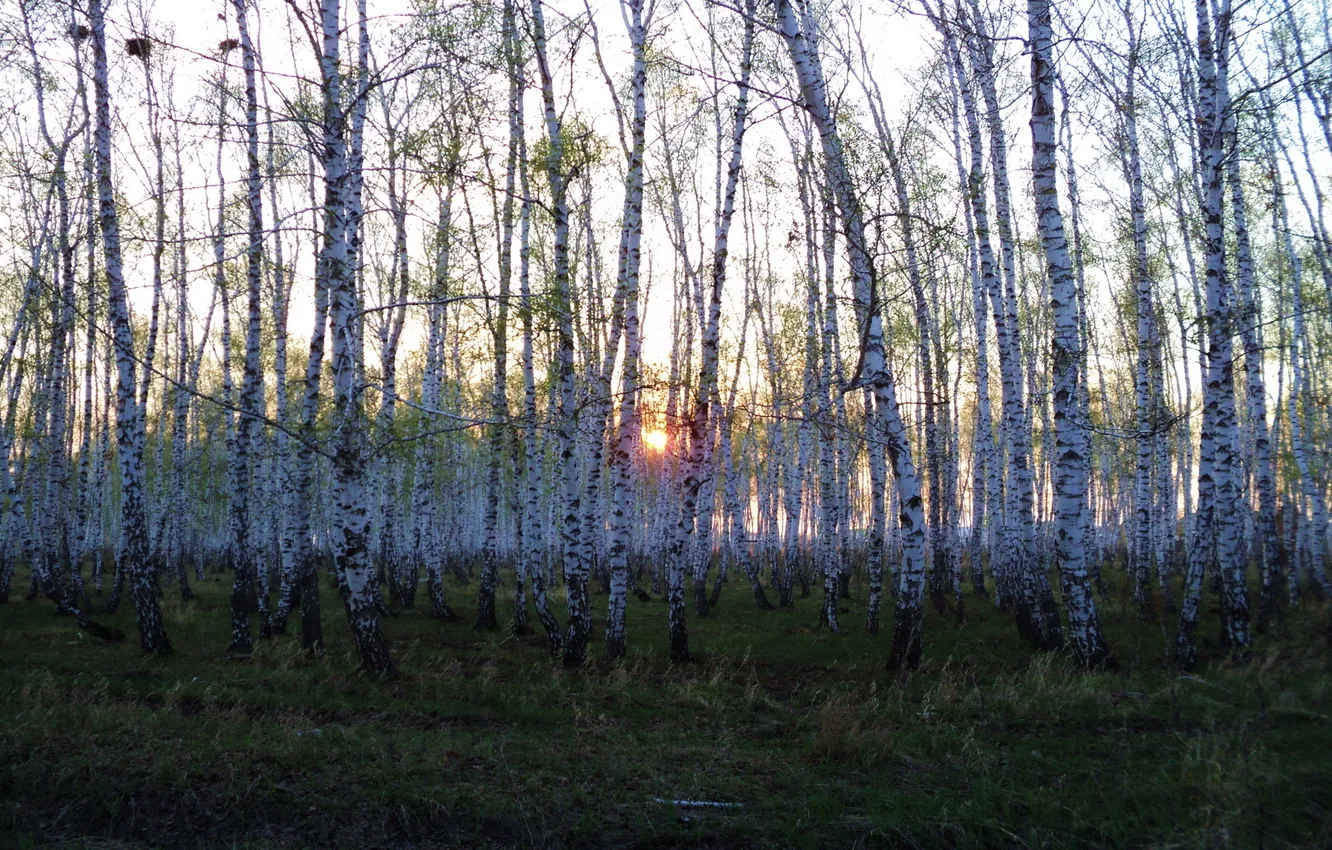 Фото обои лес, солнце, деревья, закат, Природа, берёза