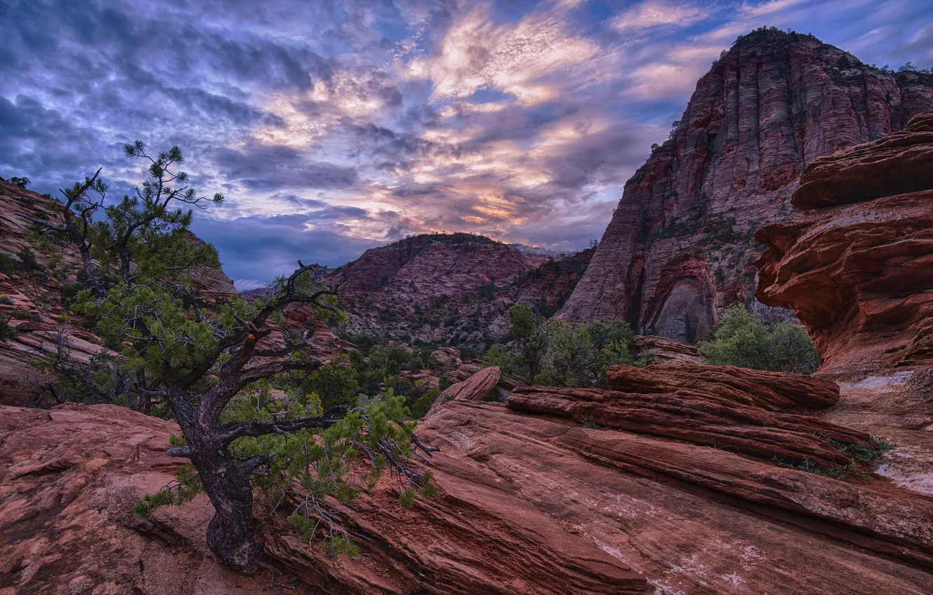 Фото обои Zion National Park, Sunrise, Rocks