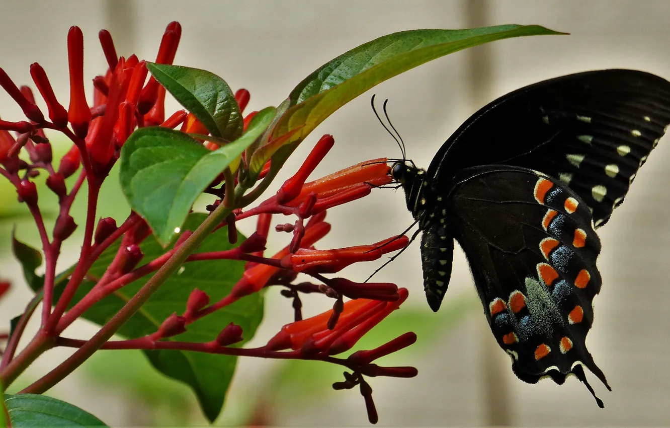 Фото обои цветы, бабочка, чёрная