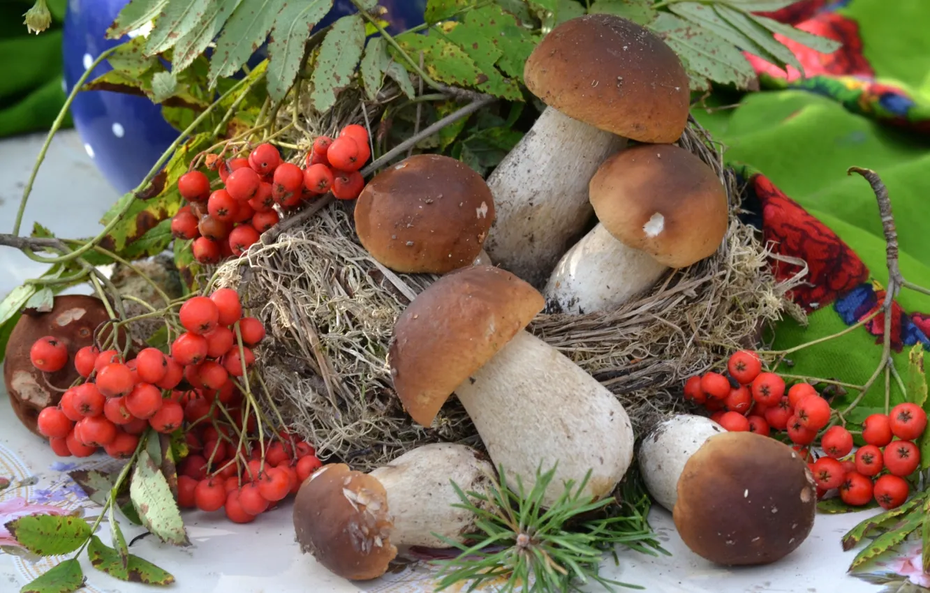 Фото обои грибы, рябина, боровики
