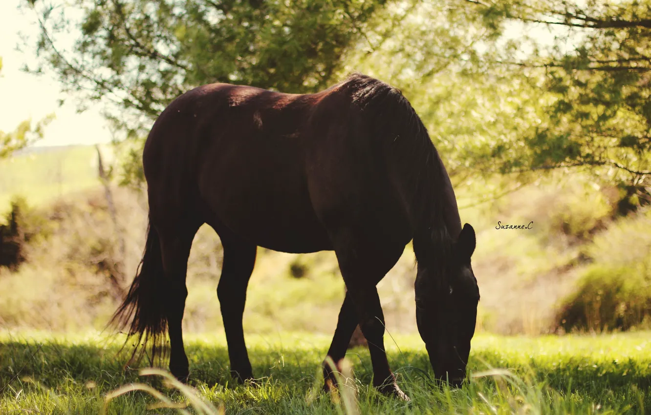 Фото обои лето, свет, конь, лошадь, тень, пастбище, пасётся