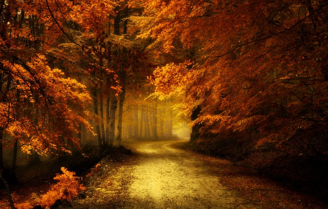 Фото обои дорога, осень, лес, пейзаж, природа, красота