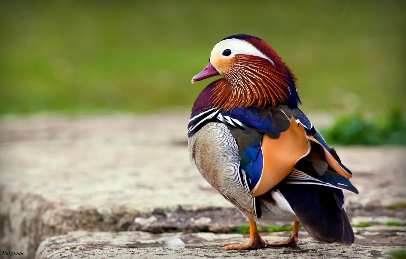 Фото обои птица, утка, мандаринка