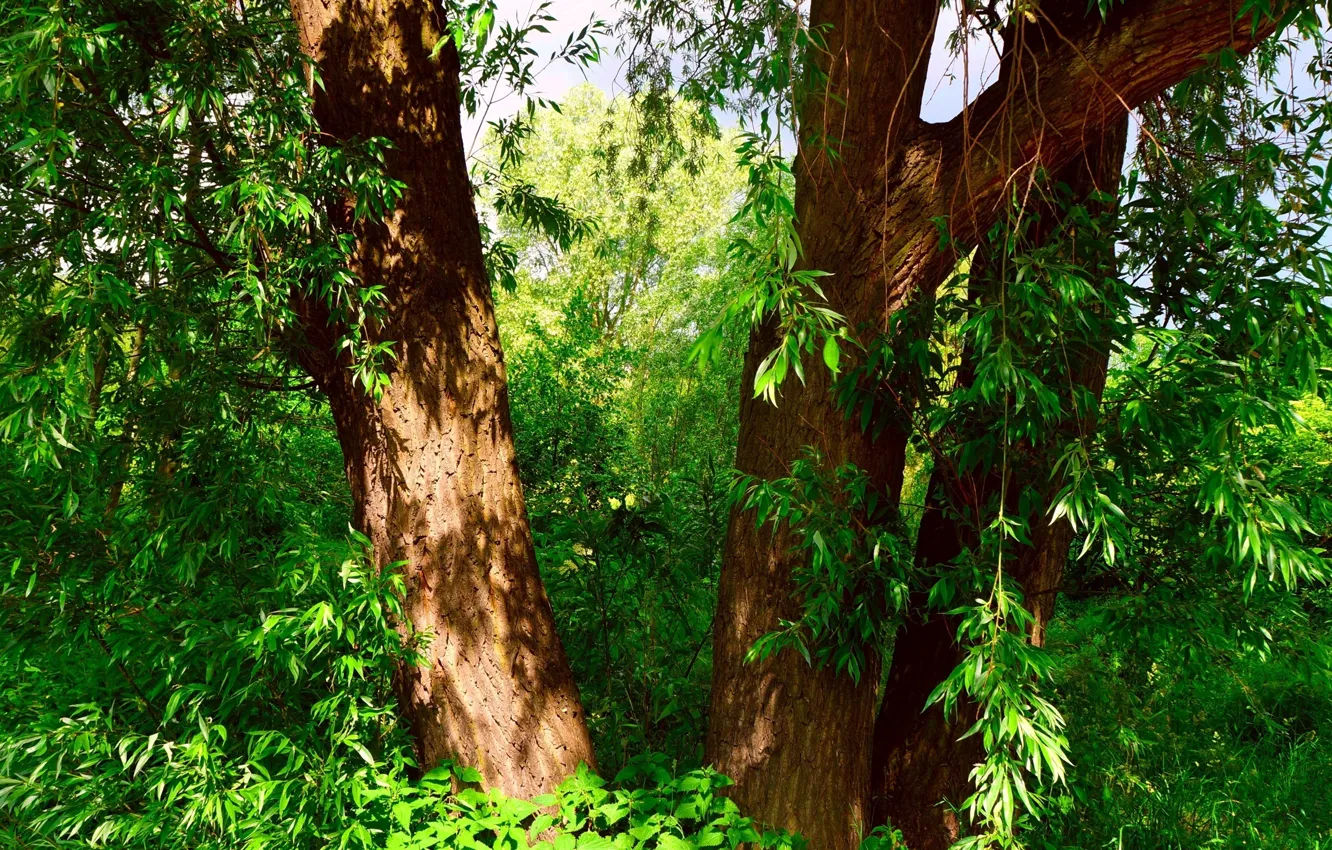 Фото обои forest, park, tree