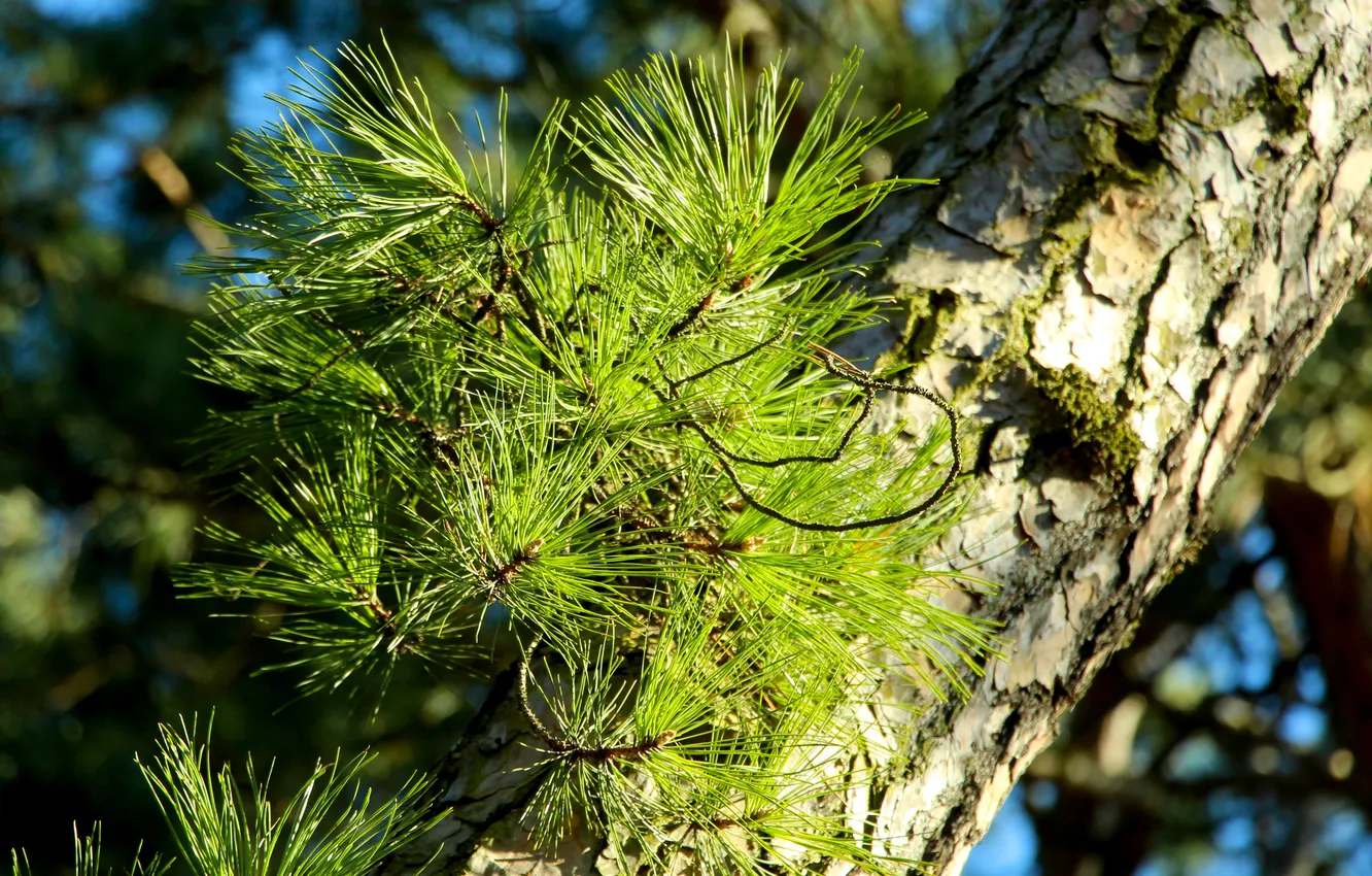 Фото обои green, tree, pine, twigs