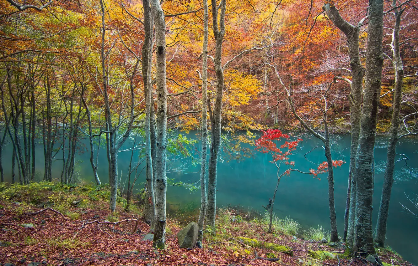 Фото обои forest, river, trees, water, autumn, leaves, reflection, autumn colors