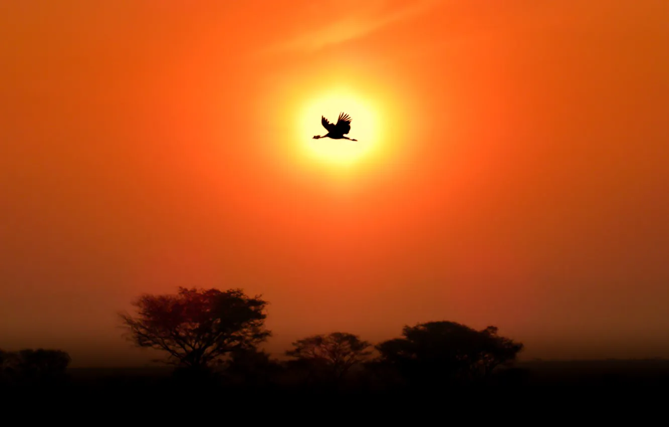Фото обои солнце, закат, птица, силуэт, журавль