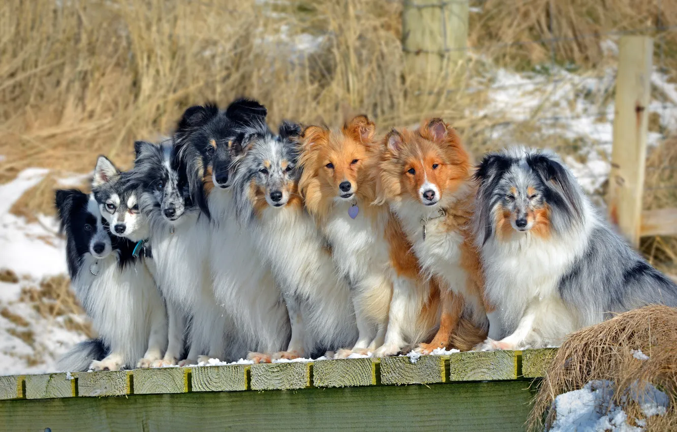 Фото обои собаки, компания, Шелти, Бордер-колли, Шетландская овчарка, Аляскинский кли-кай
