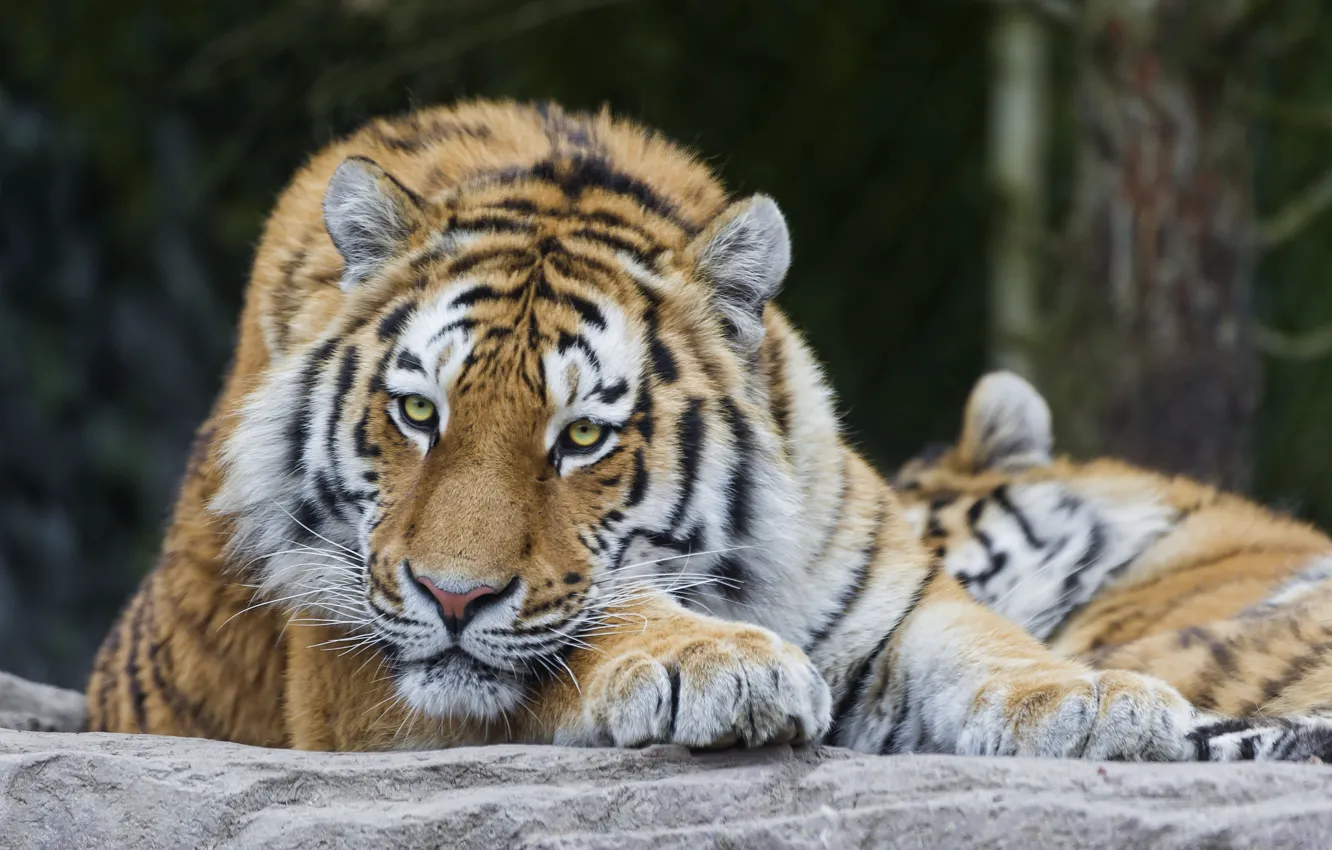 Фото обои кошка, взгляд, амурский тигр, ©Tambako The Jaguar