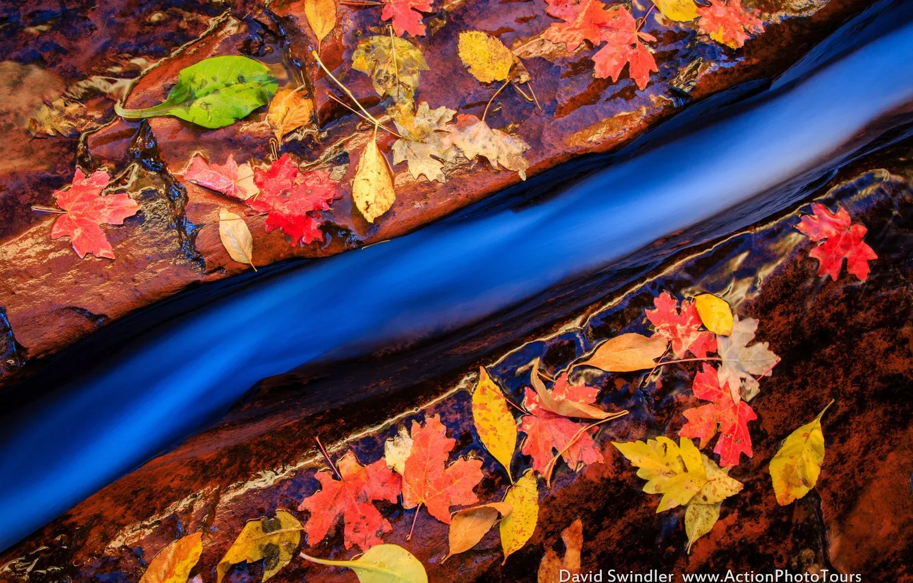Фото обои осень, макро, ручей, камни, листва