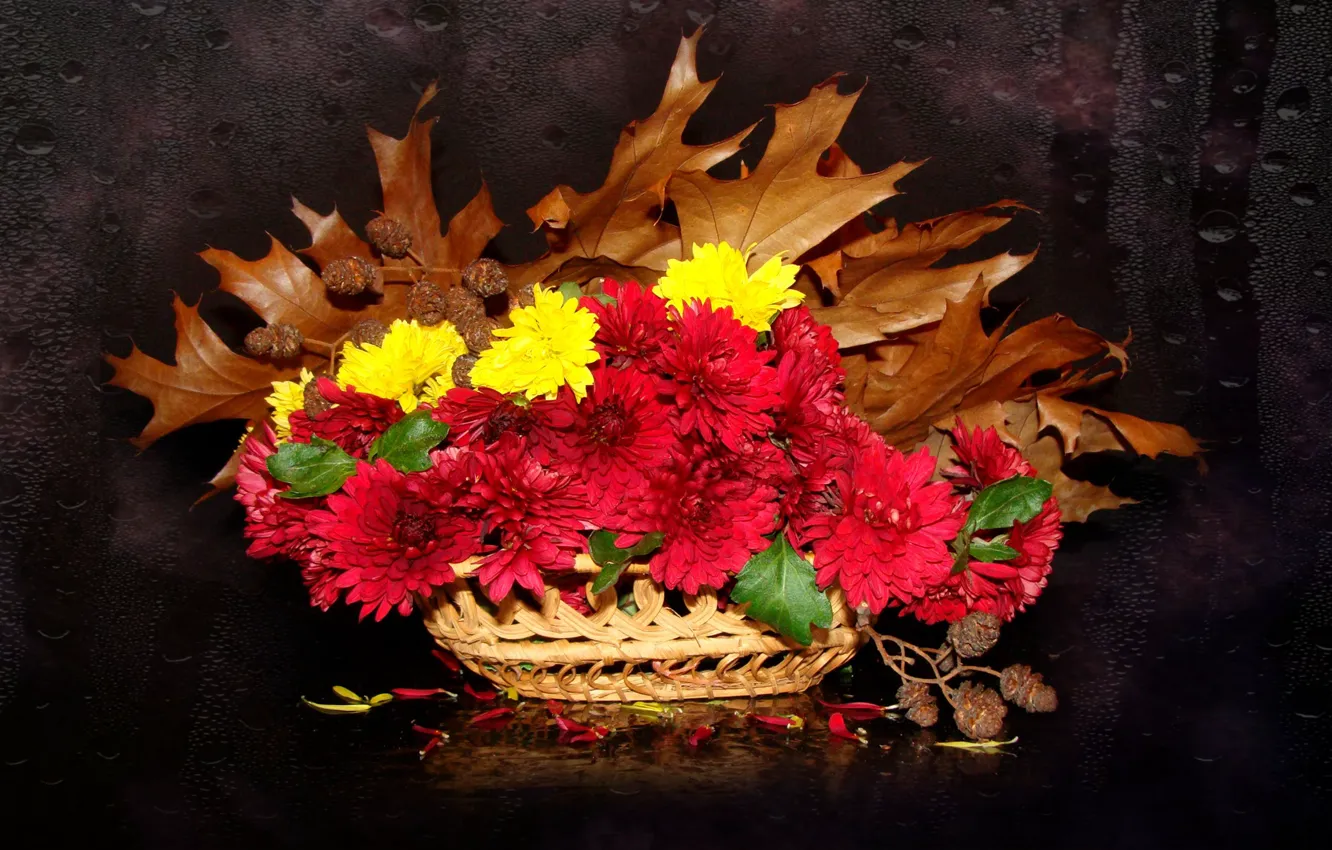 Фото обои осень, цветы, красота, букет, хризантемы