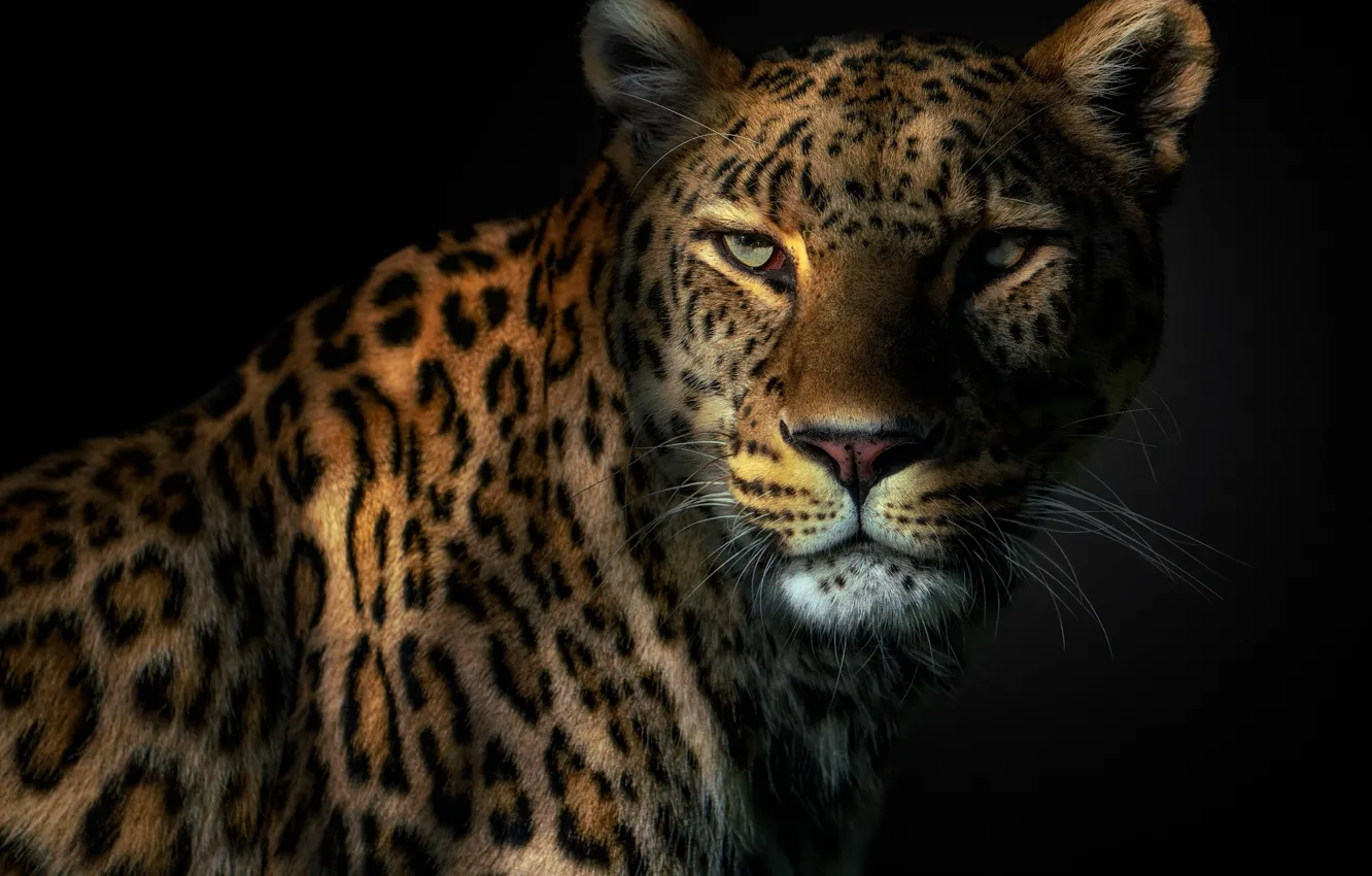 Фото обои глаза, леопард, клыки, leopard, eyes, fangs, Pedro Jarque