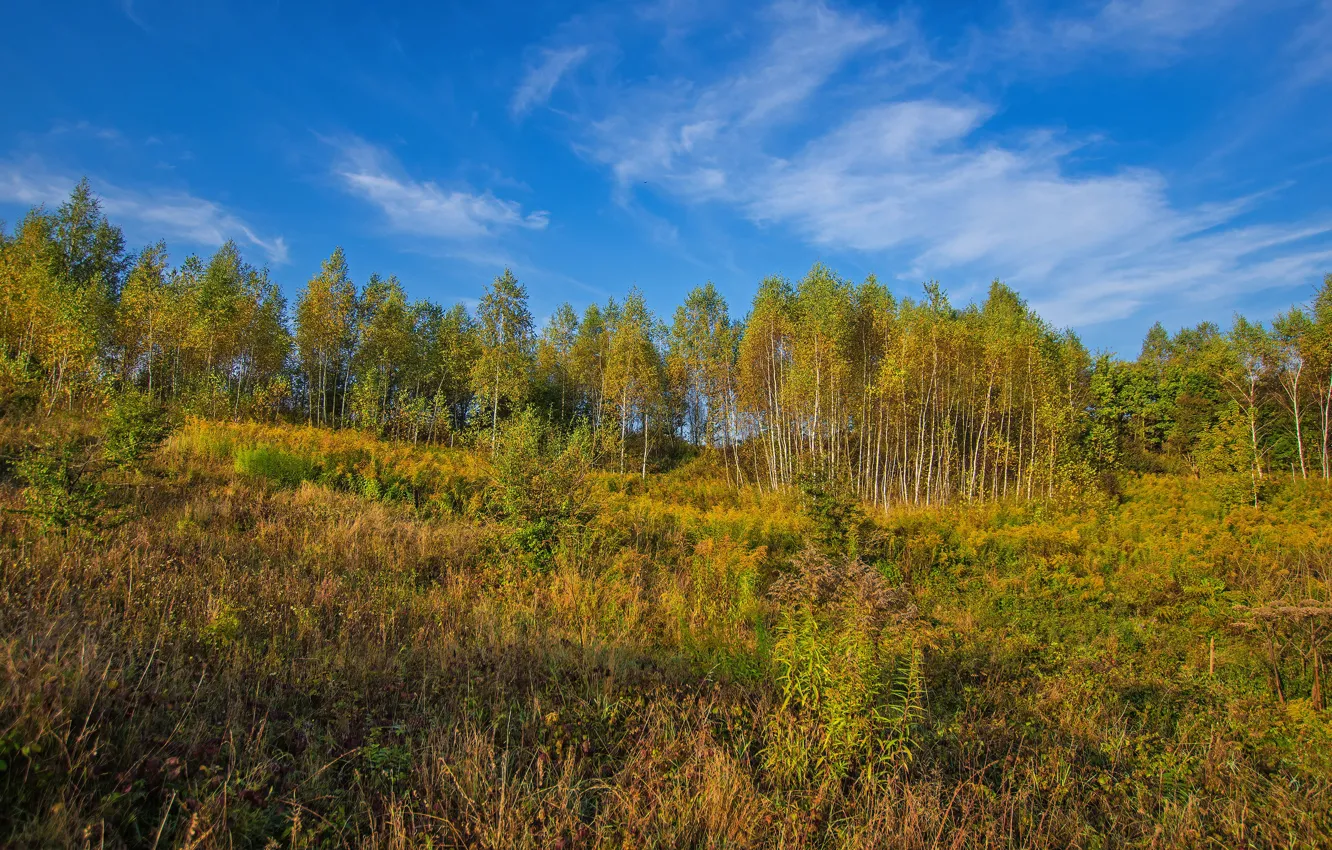 Фото обои поле, осень, лес, деревья, роща, кроны, золотая осень, осины