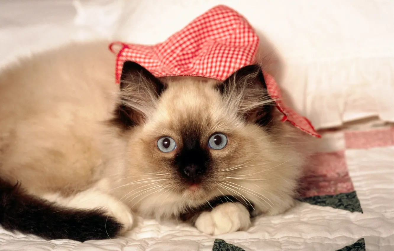 Фото обои взгляд, морда, цвета, котенок, одеяло, расцветка