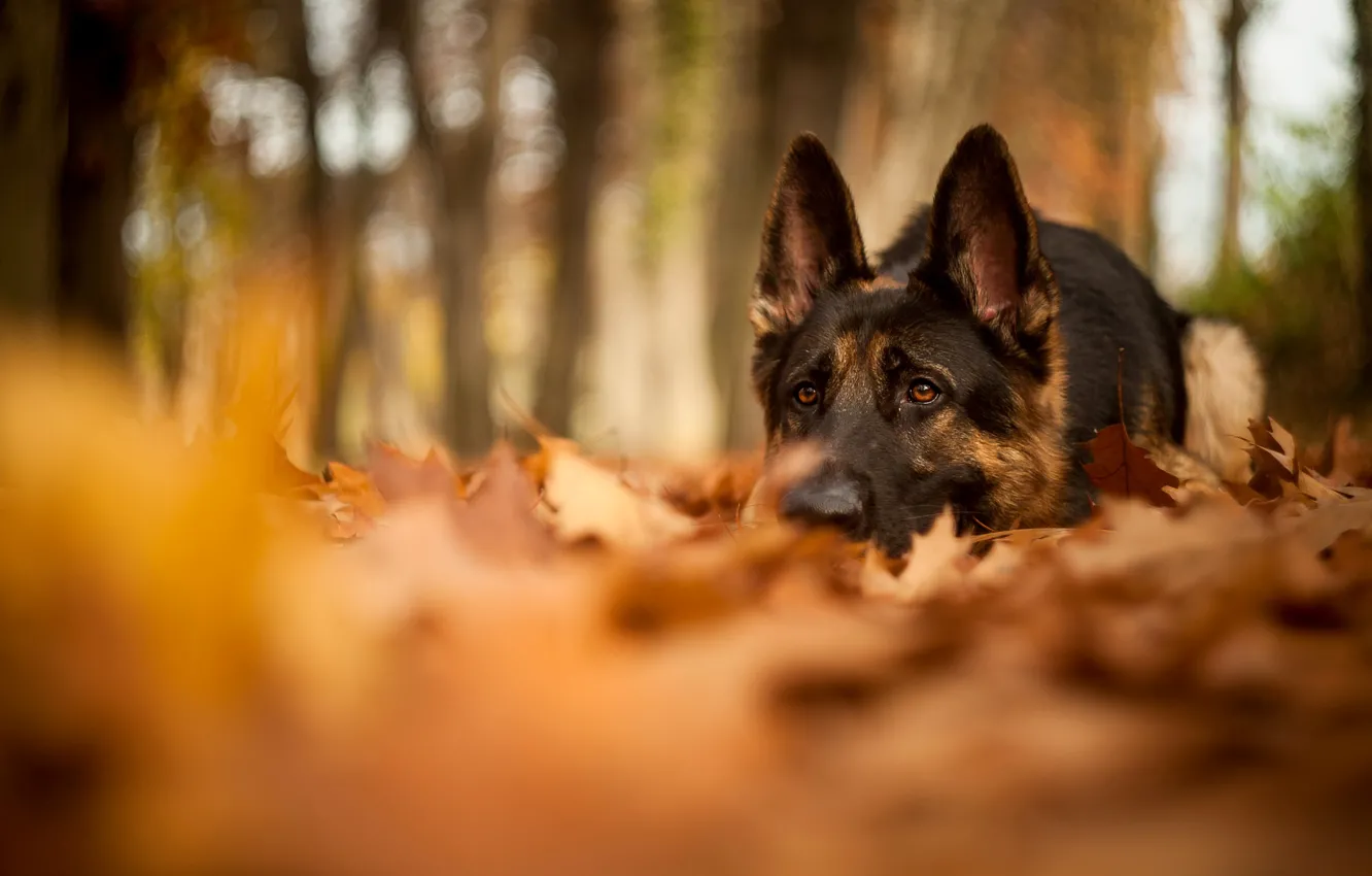 Фото обои осень, лес, листья, природа, собака, размытость, лежит, овчарка
