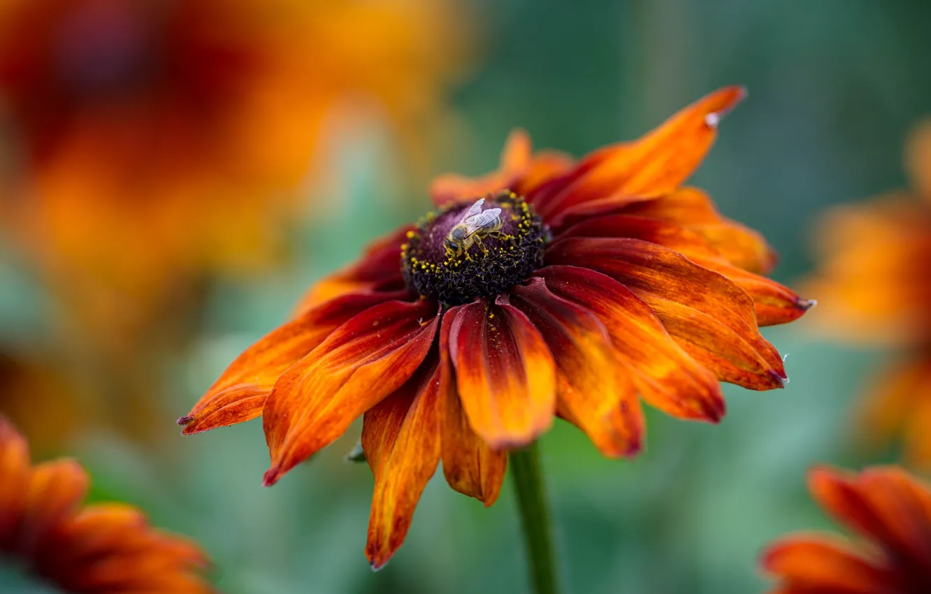 Фото обои цветок, макро, оранжевый, яркий, муха, рудбекия