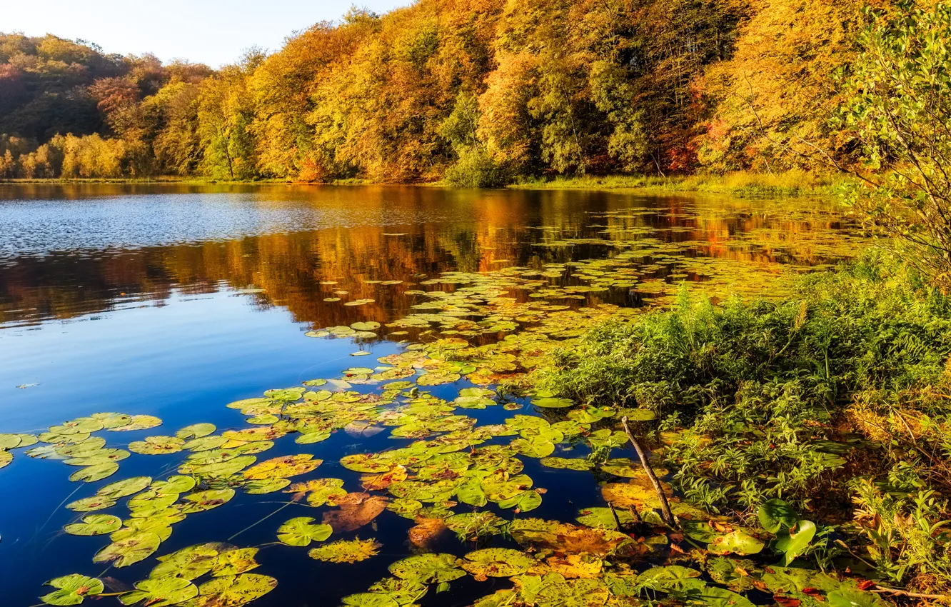 осень лес озеро фото
