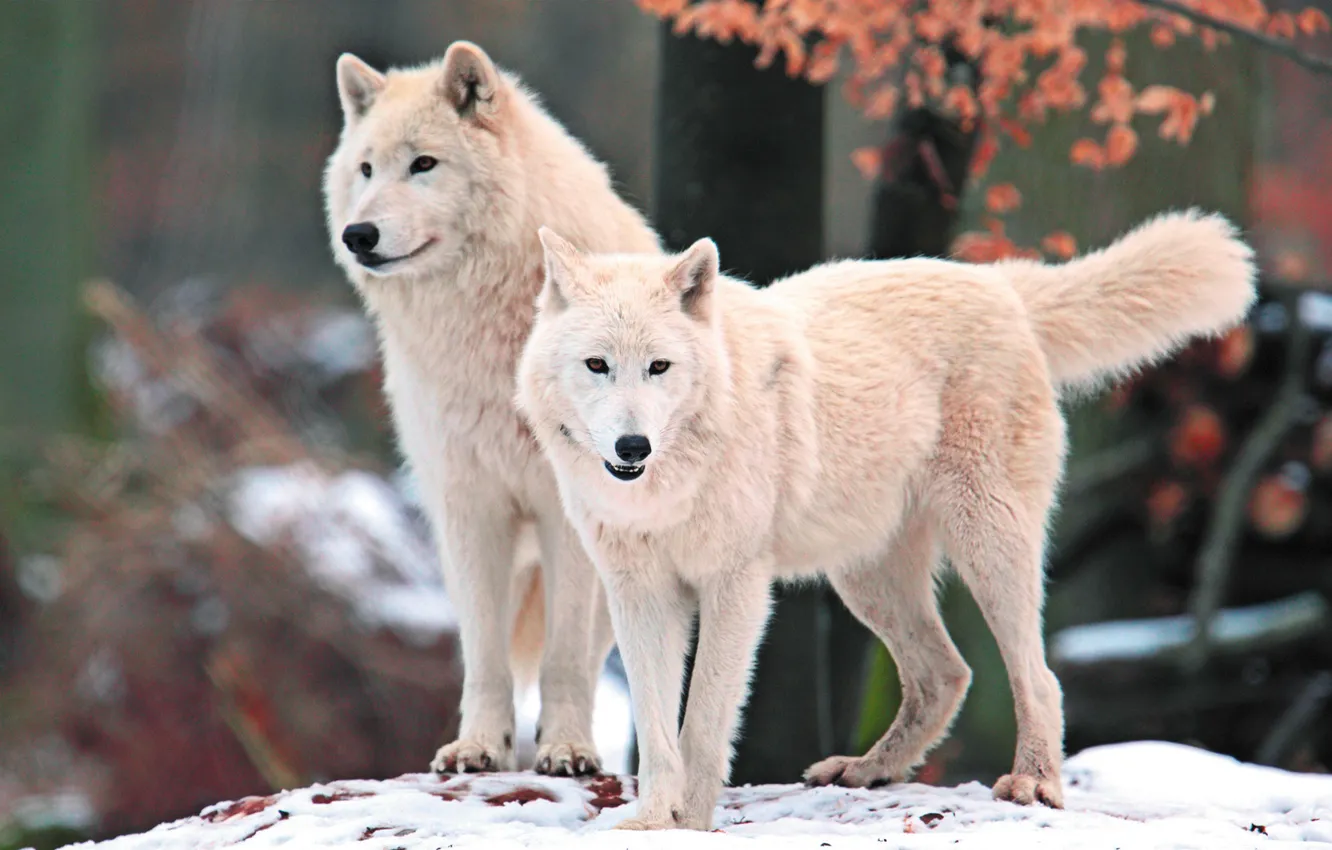 Фото обои белый, взгляд, морда, снег, природа, хищник, Волки, арктический
