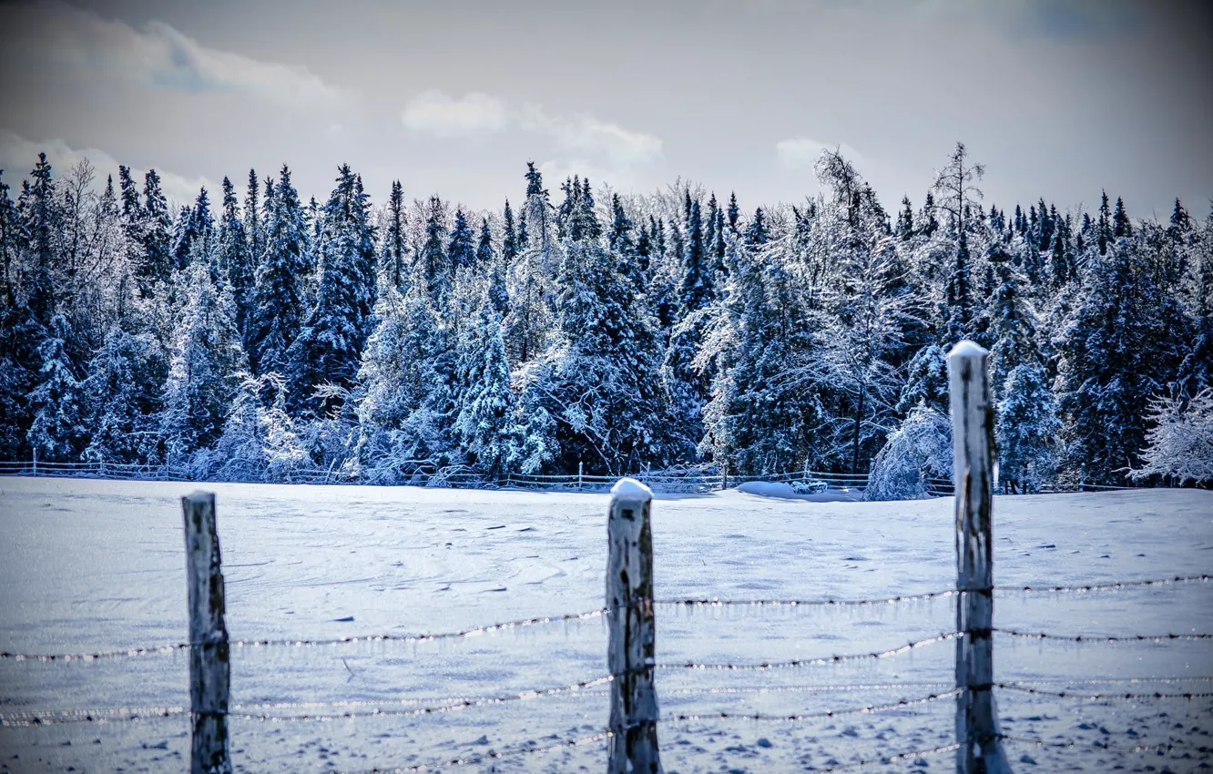 Фото обои холод, зима, лес, снег, деревья, горы