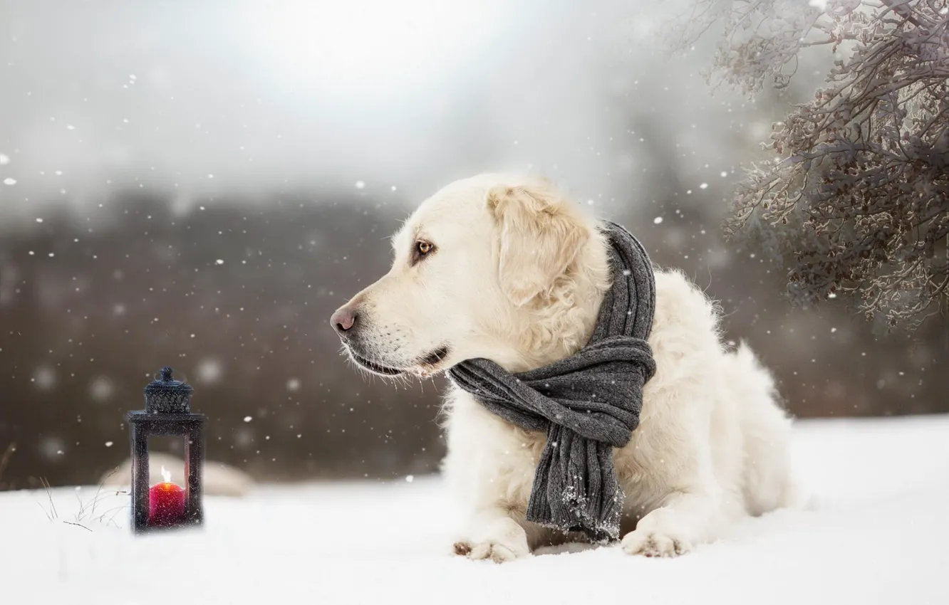 Фото обои зима, снег, собака, шарф, фонарь, пёс, Голден ретривер, Золотистый ретривер