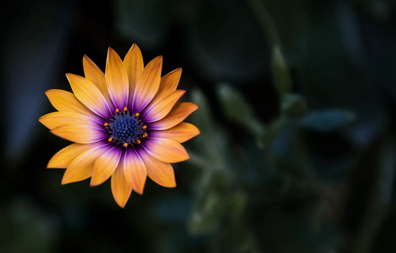 Фото обои flower, close-up, yellow, flowers, macro, orange, blur, purple