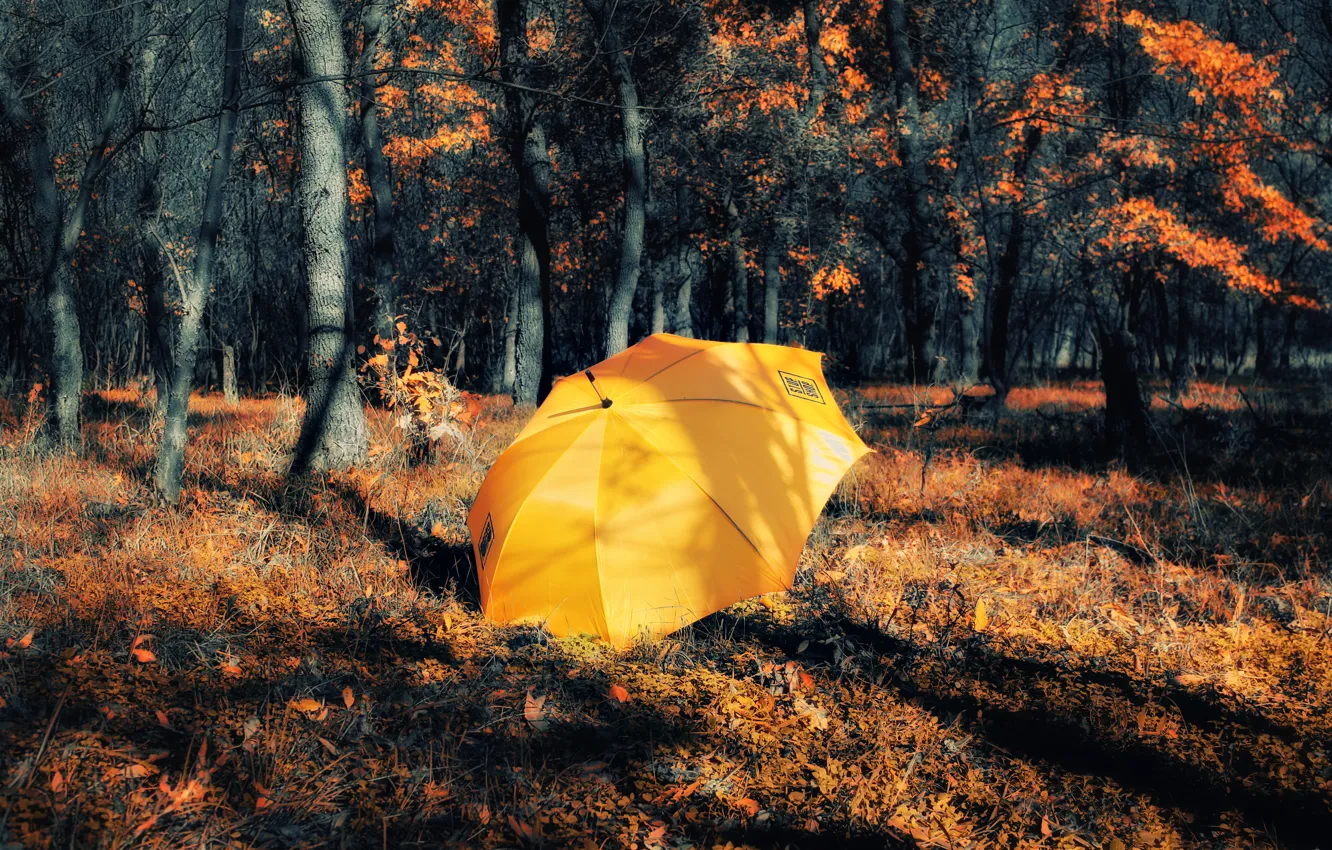 Фото обои Обработка, Осень, Лес, Зонтик, Fall, Autumn, Yellow, Umbrella